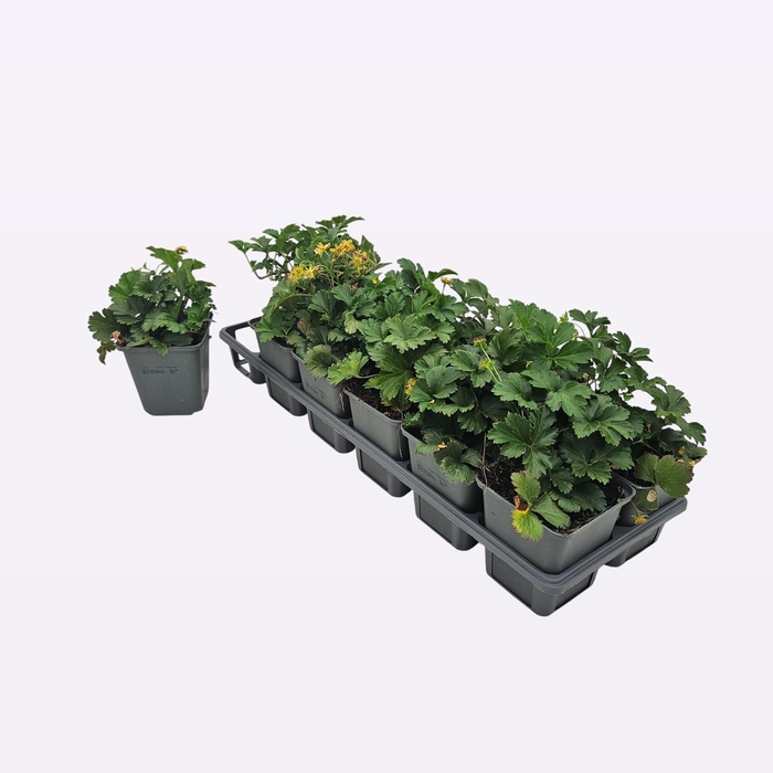 <h4>Waldsteinia Ternata</h4>