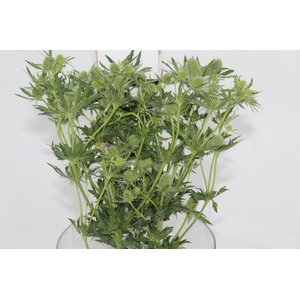 ERYNGIUM MAGICAL WHITE LAGOON 050 CM