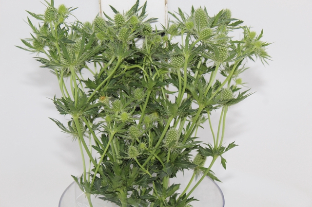 ERYNGIUM 050 CM
