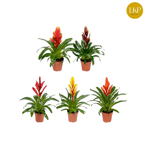 <h4>Vriesea Sensation 5 soorten Gemengd (Met Hoes)</h4>