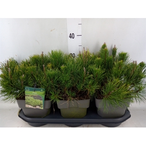 Pinus mugo