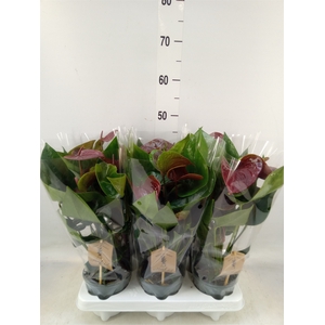 Anthurium  'Black Love'