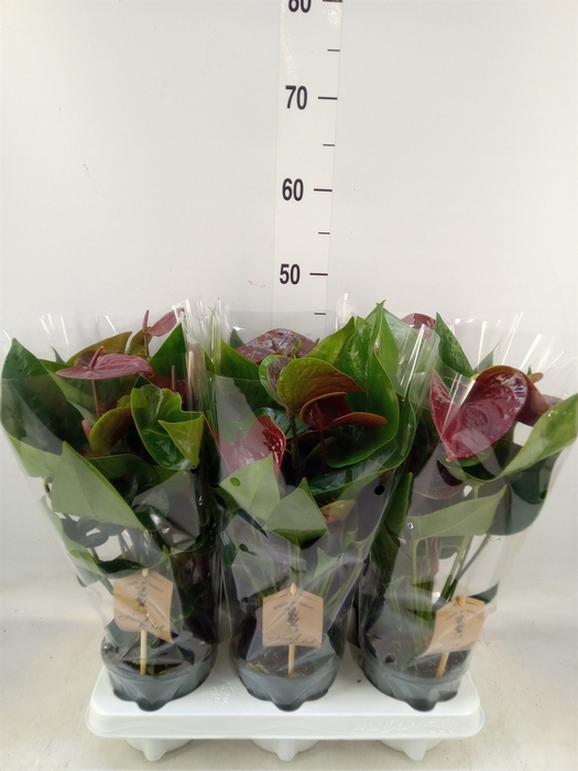 <h4>Anthurium  'Black Love'</h4>