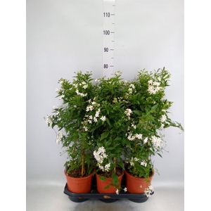 Solanum jasminoides