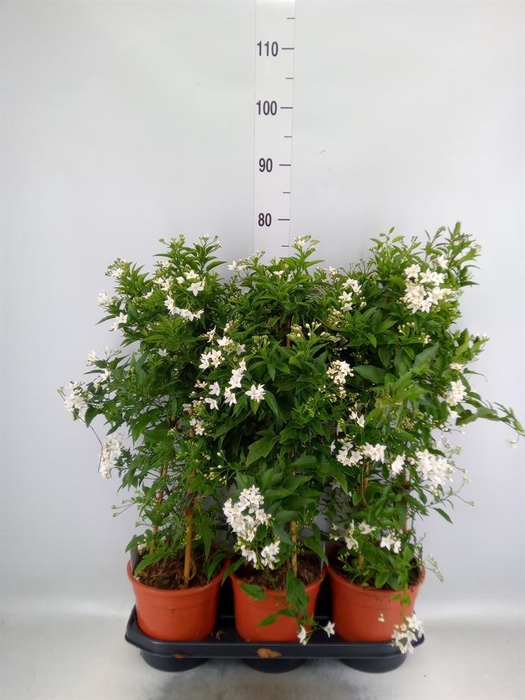 <h4>Solanum jasminoides</h4>