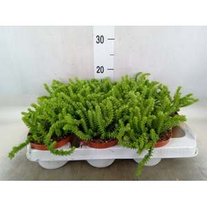 Crassula   ...