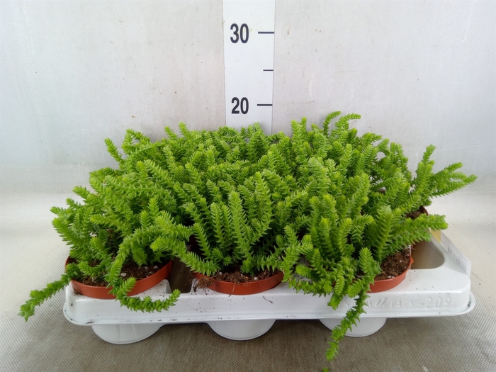 <h4>Crassula   ...</h4>