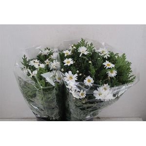Margriet White Extra P Stem