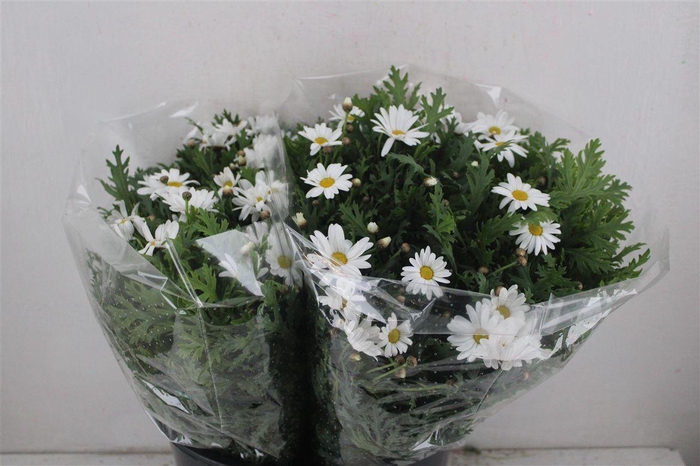 <h4>Margriet White Extra P Stem</h4>