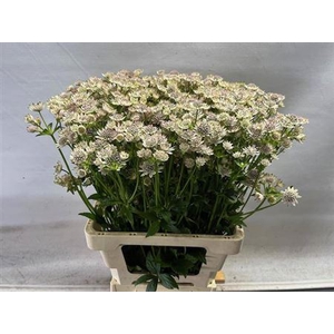 Astrantia Billion Stars