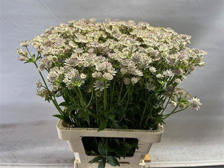 <h4>Astrantia Billion Stars</h4>
