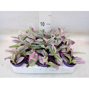 Tradescantia cerinth. 'Nanouk'