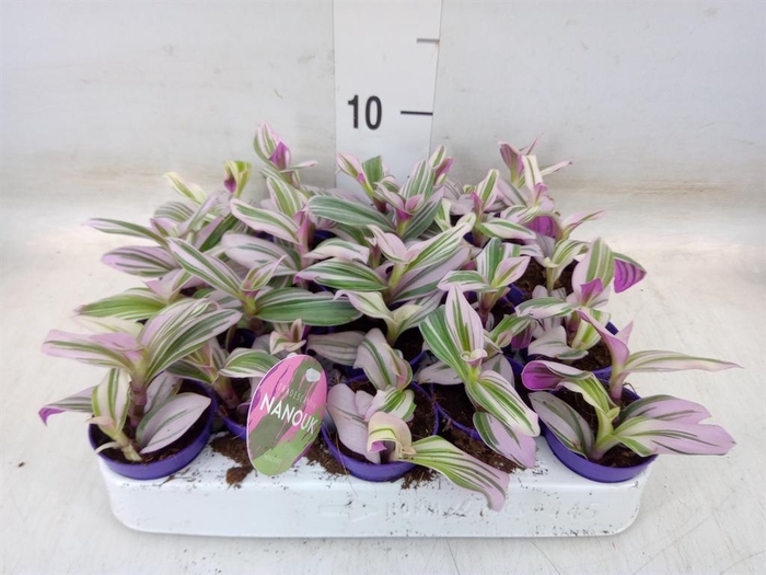 <h4>Tradescantia cerinth. 'Nanouk'</h4>