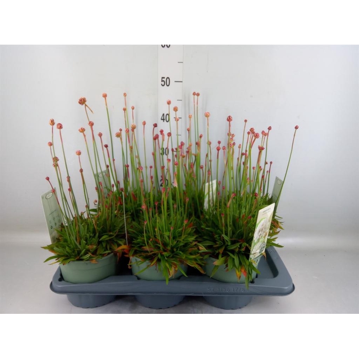 <h4>Armeria pseud. 'Ball White'</h4>