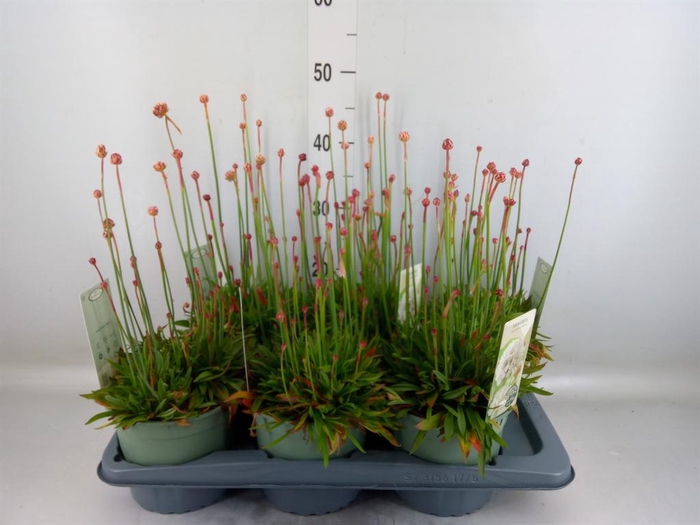 <h4>Armeria pseud. 'Ball White'</h4>