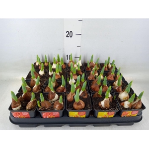 Tulipa DU 'Baby'   ...mix