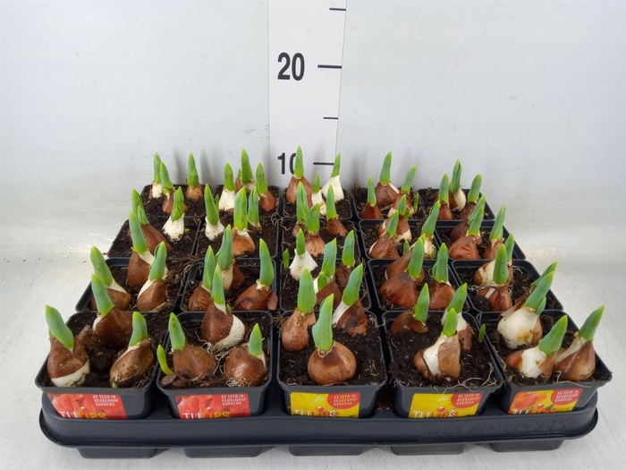 <h4>Tulipa DU 'Baby'   ...mix</h4>