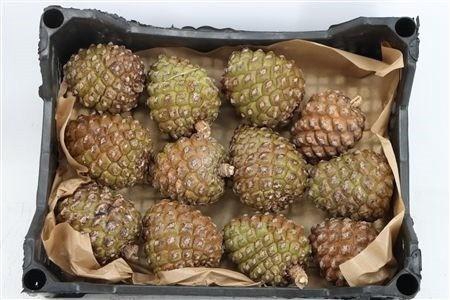 <h4>DENNENAPPEL H% ST</h4>