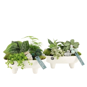 21767: Father's day arrangement