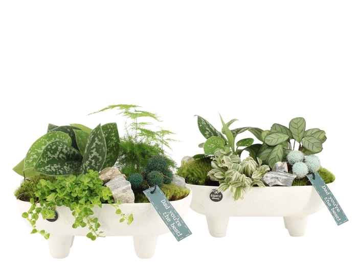 <h4>21767: Father's day arrangement</h4>