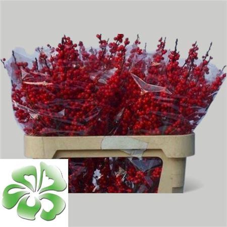 <h4>Ilex Ve Rode Bes 80cm</h4>