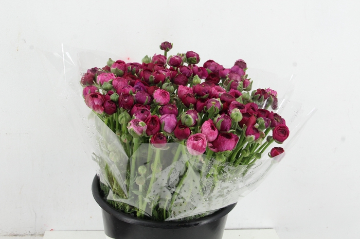 <h4>RAN ELEGANCE MALVA</h4>