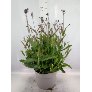 Verbena rigida