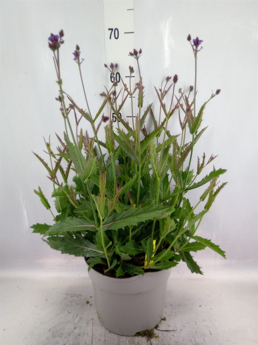 <h4>Verbena rigida</h4>