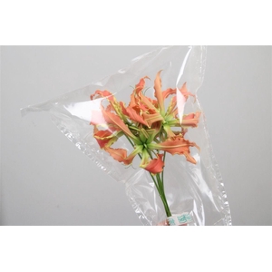 Gloriosa Exot Orange Short
