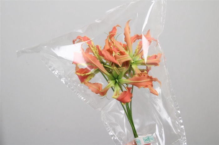 <h4>Gloriosa Exot Orange Short</h4>