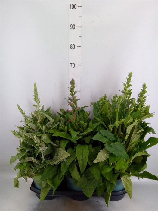 <h4>Digitalis purp. 'Lucas'</h4>
