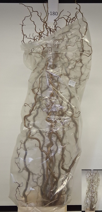 <h4>CORYL AV CONTORTA</h4>