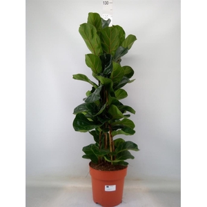 Ficus lyrata 'Bambino'
