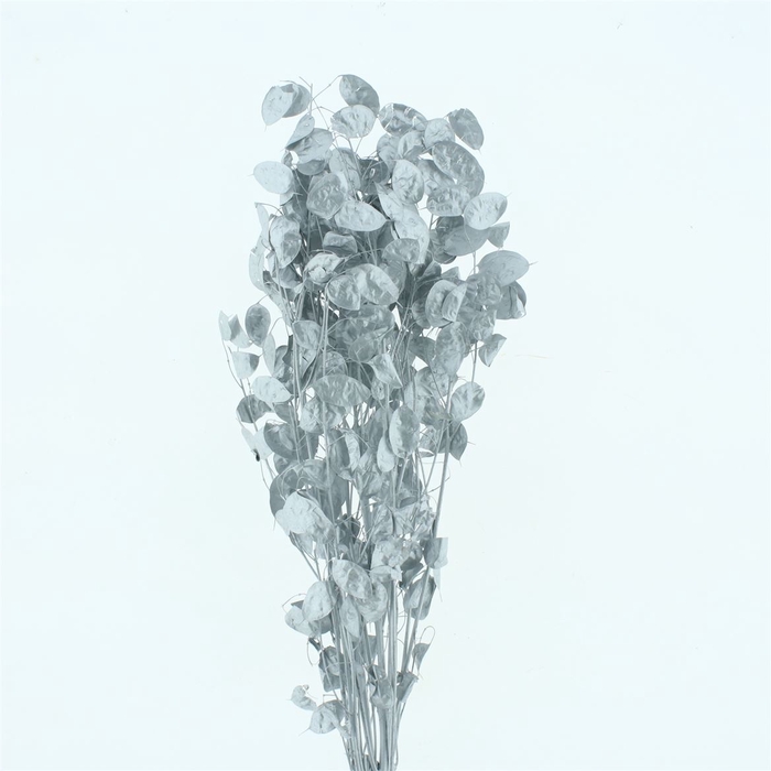 <h4>Pres Lunaria Silver</h4>