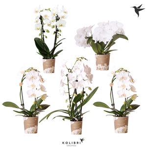 Kolibri Orchids Phalaenopsis special shapes white