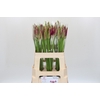 Nerine Mister Nick