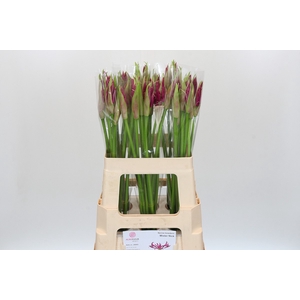Nerine Mister Nick