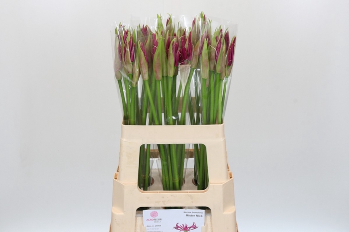 <h4>Nerine Mister Nick</h4>