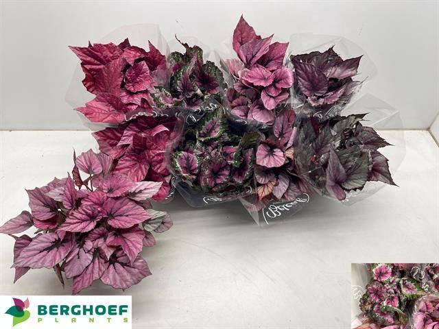 <h4>BEG BEL GEM</h4>