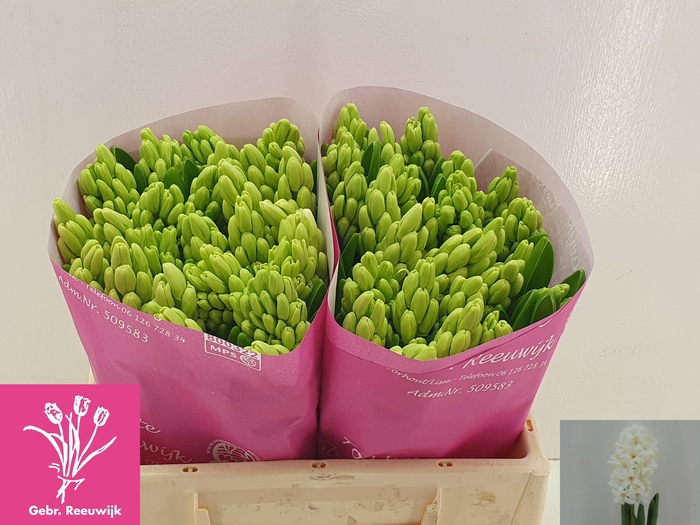 <h4>HYAC TOP WHITE</h4>