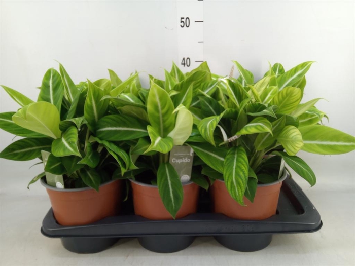 <h4>Spathiphyllum   ...</h4>