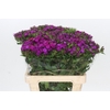 Dianthus Br Amazon Neon Purple