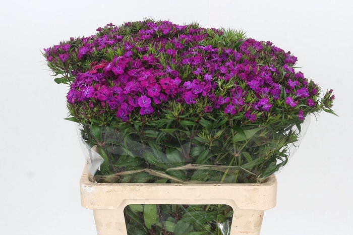 Dianthus Br Amazon Neon Purple