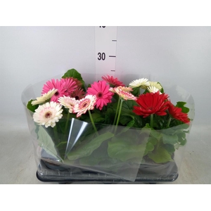 Gerbera   ...