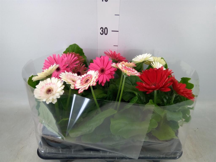 <h4>Gerbera ...</h4>