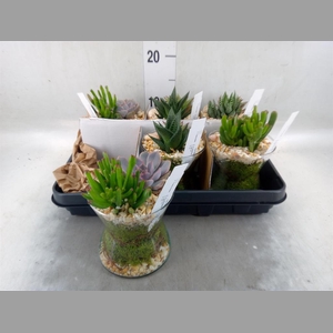 Arr.  Succulents L%