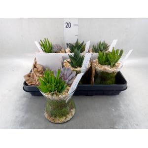 Arr.  Succulents L%
