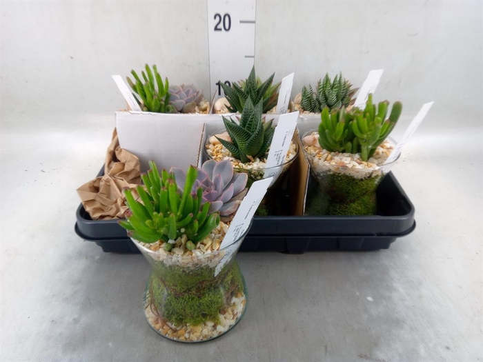 <h4>Arr.  Succulents L%</h4>