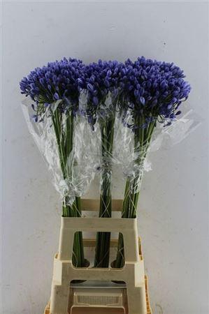 <h4>Agap Buddy Blue</h4>