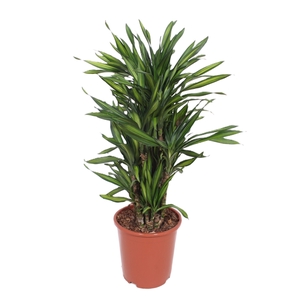 Dracaena Riki